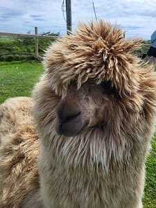 Home lama