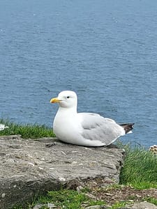Home seagul